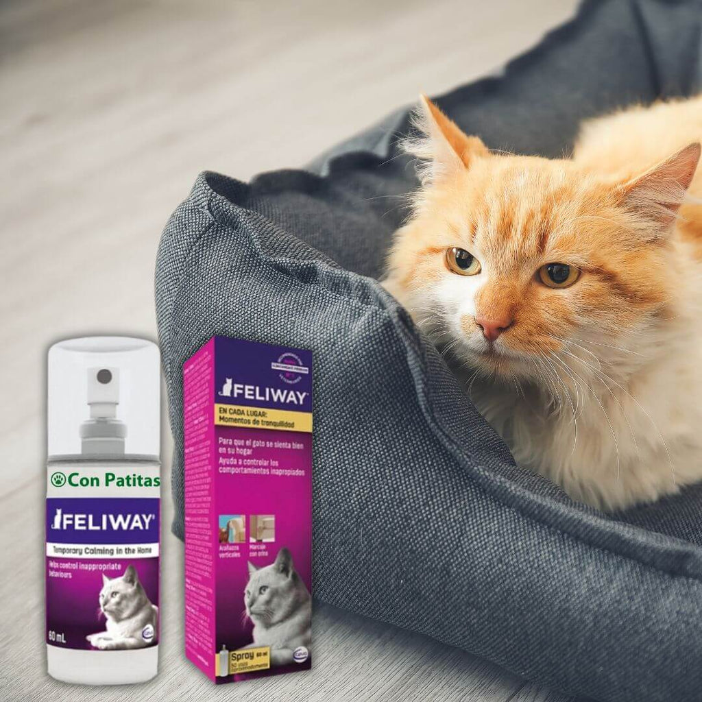 feliway-spray-gatos-antiestres