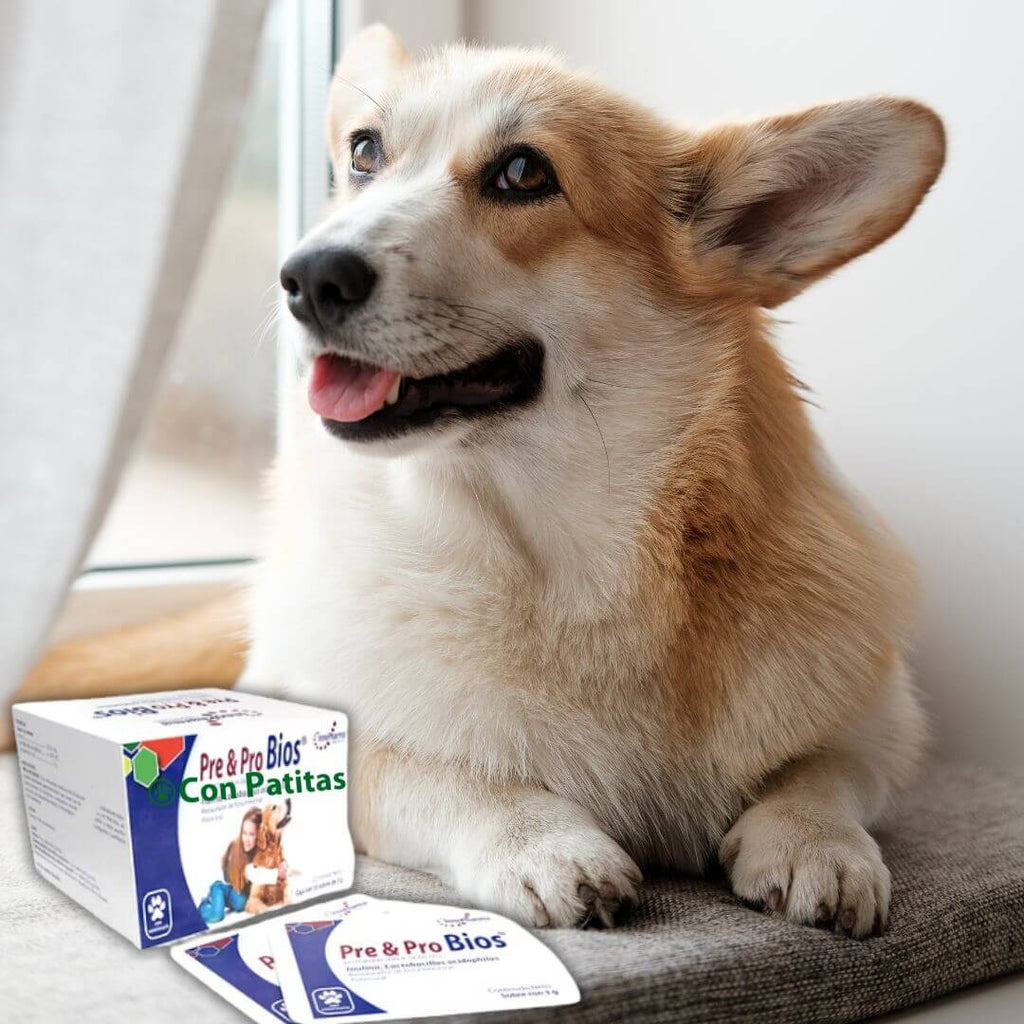 Probioticos para perros y gatos 