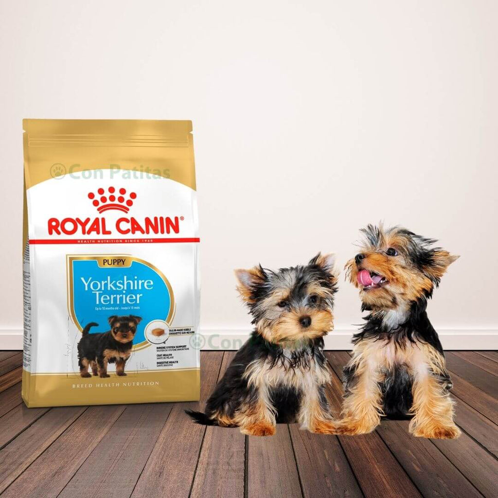 Royal Canin Yorkshire Terrier puppy